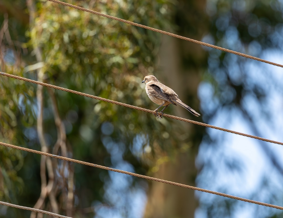マミジロマネシツグミ - ML644586374
