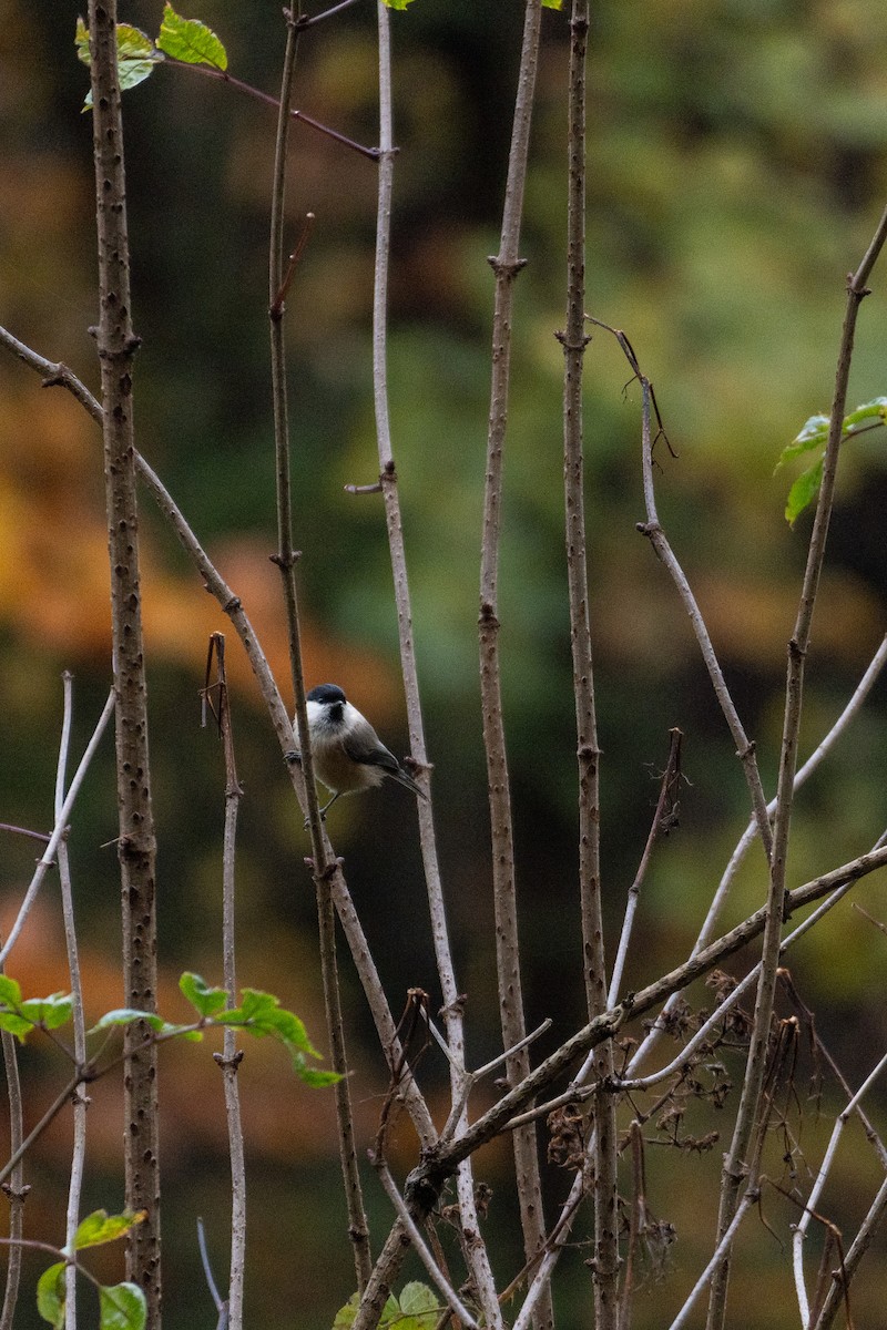 Marsh Tit - ML644586375