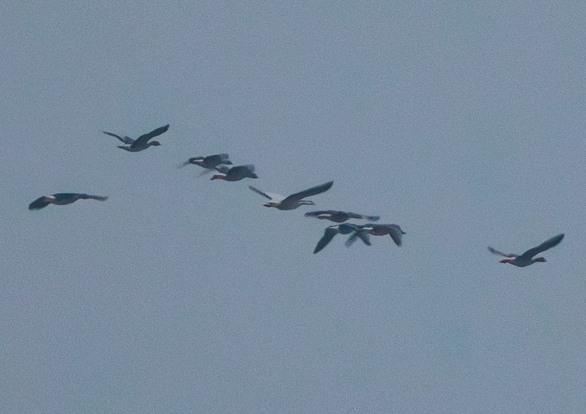 Oie à tête barrée - ML644586376