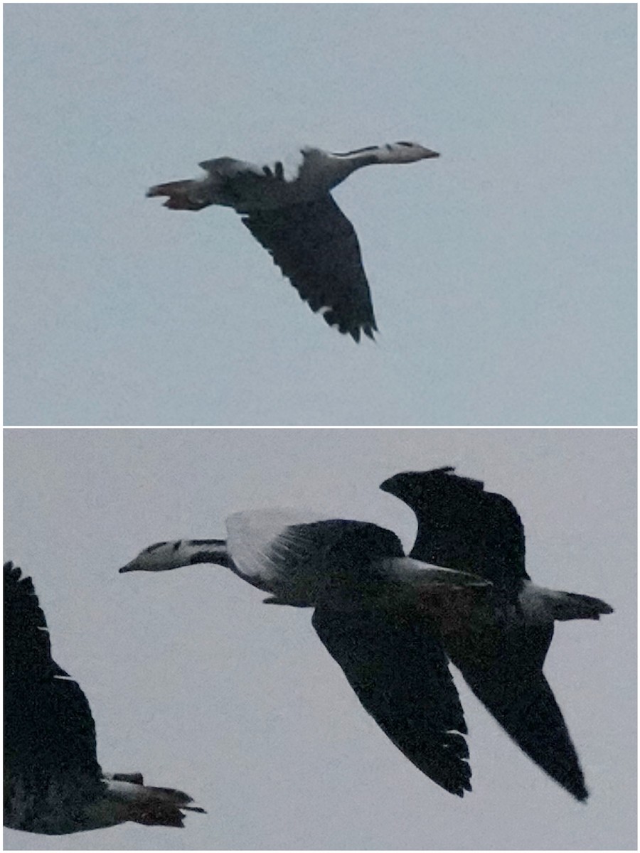 Oie à tête barrée - ML644586377