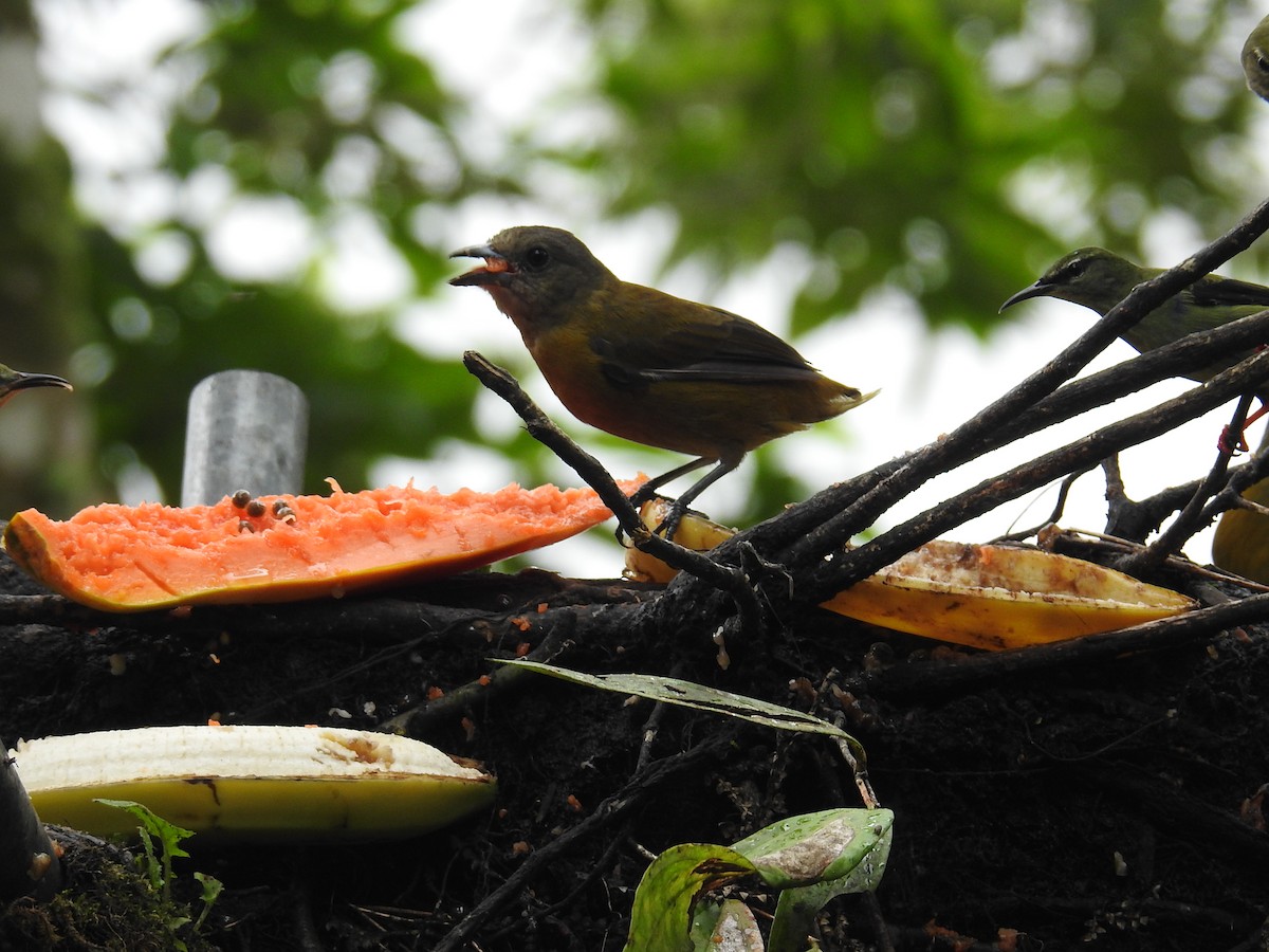 Passerinitangare (passerinii) - ML644586400