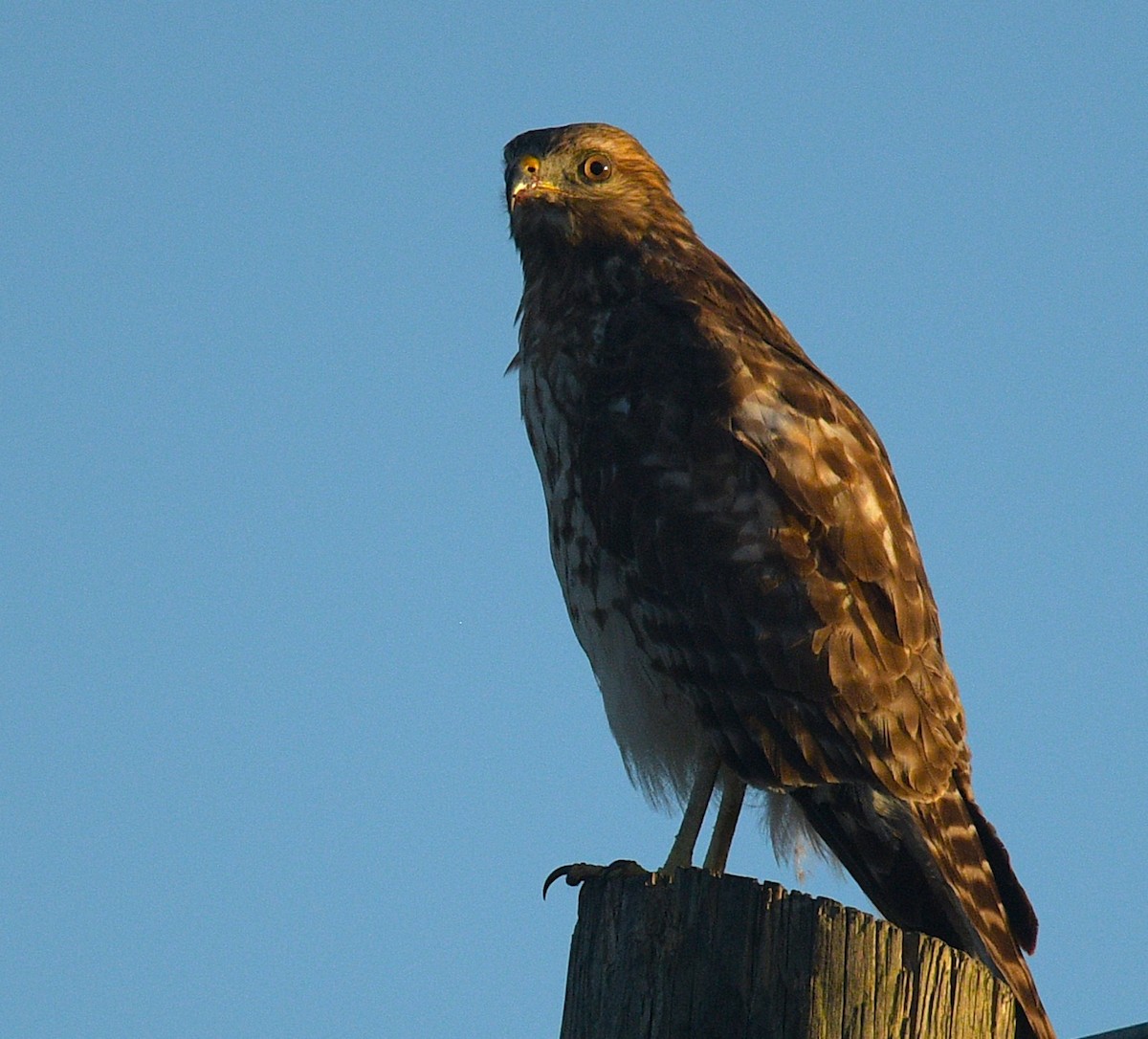 rødvingevåk - ML644586402