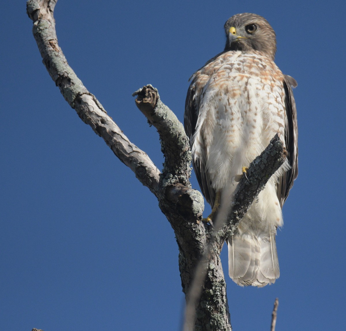 rødvingevåk - ML644586404