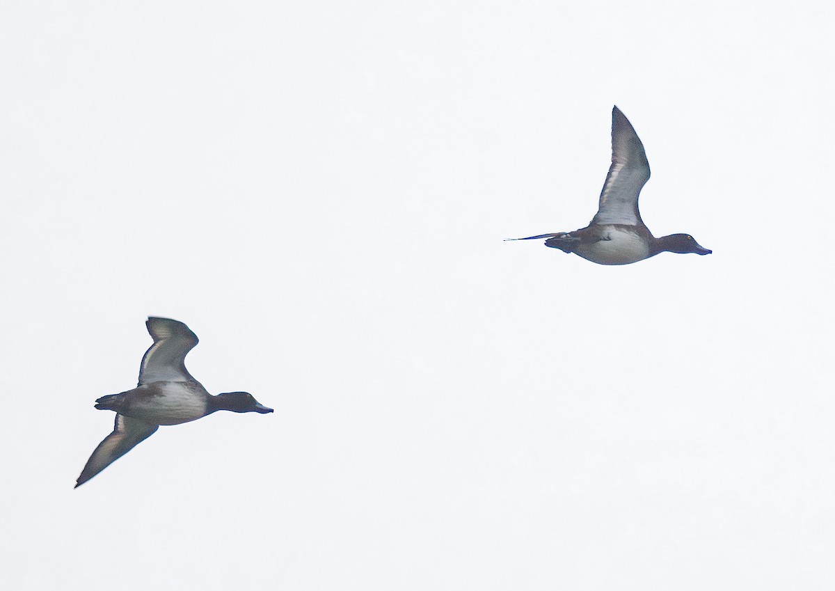 toppand - ML644586411