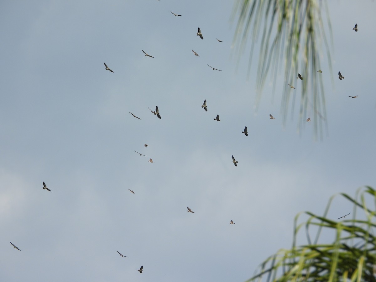 prærievåk - ML644586412