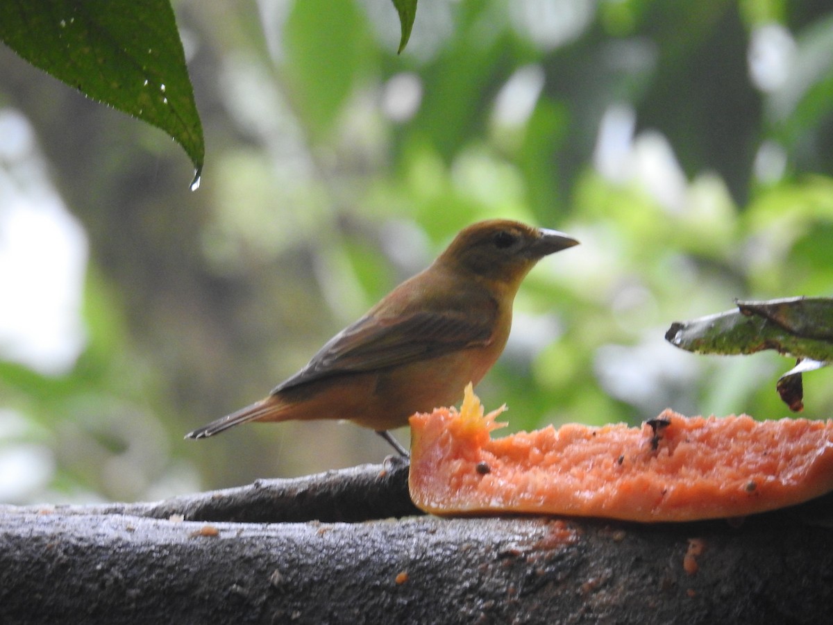 rødgumptanagar (passerinii) - ML644586413