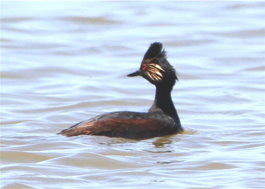 svarthalsdykker - ML644586414