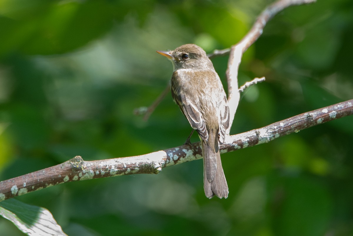 Empidonax sp. - ML644586416