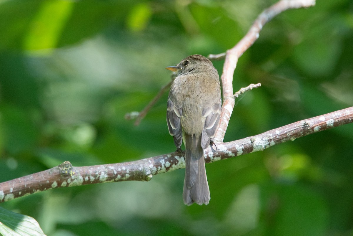 Empidonax sp. - ML644586417