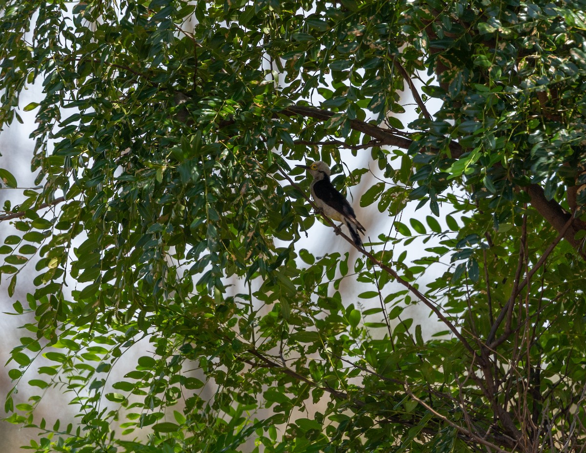 hvitspett - ML644586420