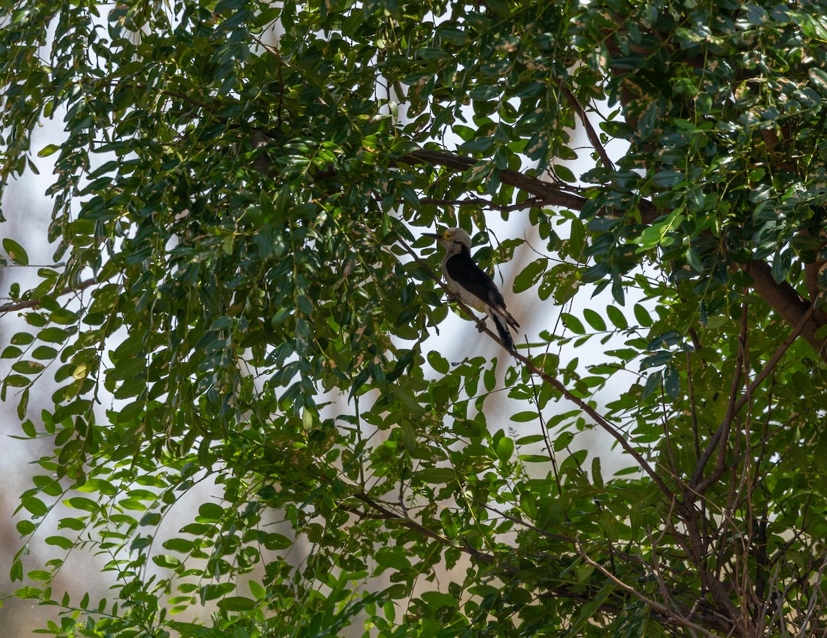 hvitspett - ML644586421