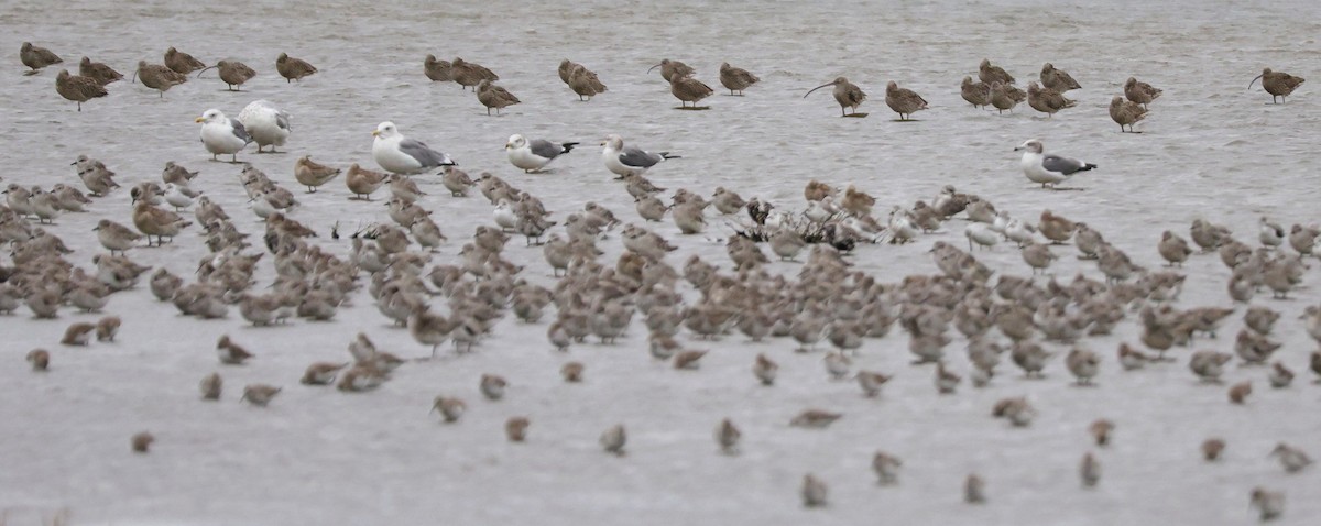 japanmåke - ML644586423