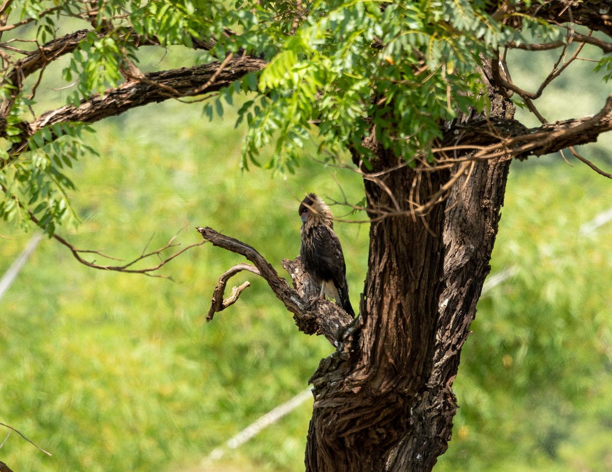 gribbkarakara - ML644586424