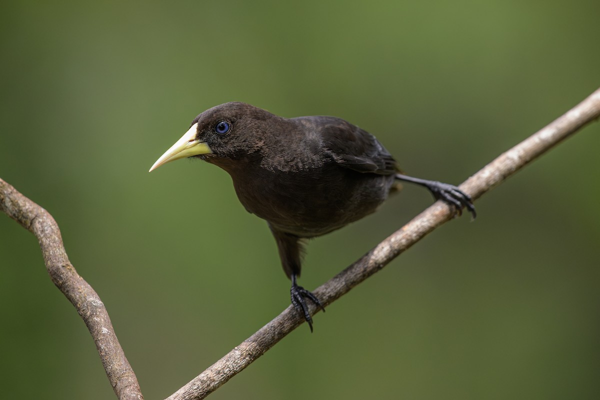 rødgumpkasik - ML644586425