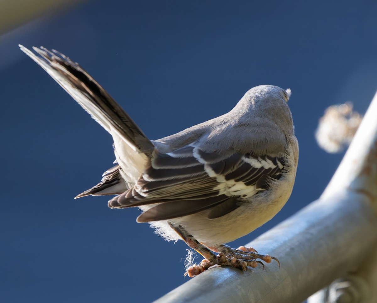 sangspottefugl - ML644586427