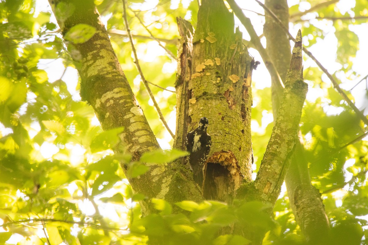 hårspett - ML644586429