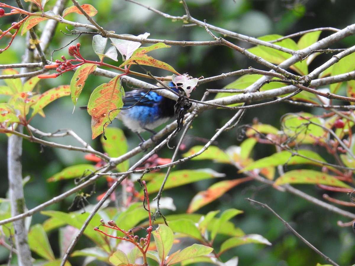 gullhettetanagar - ML644586430