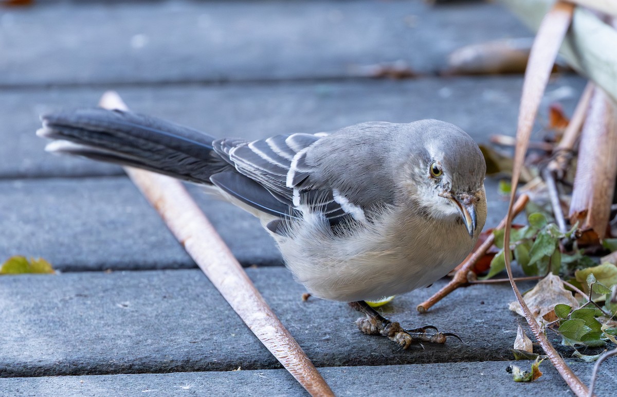 sangspottefugl - ML644586437