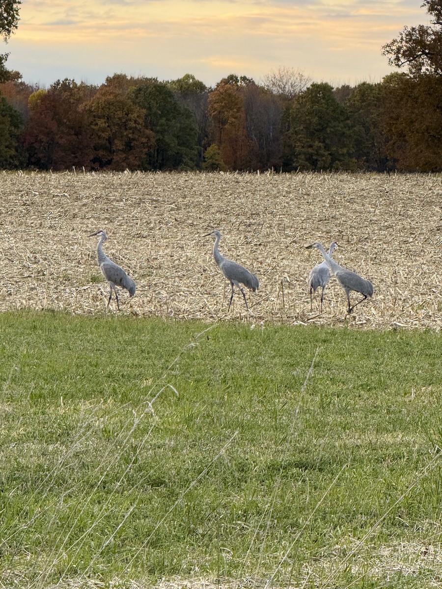 kanadatrane - ML644586438