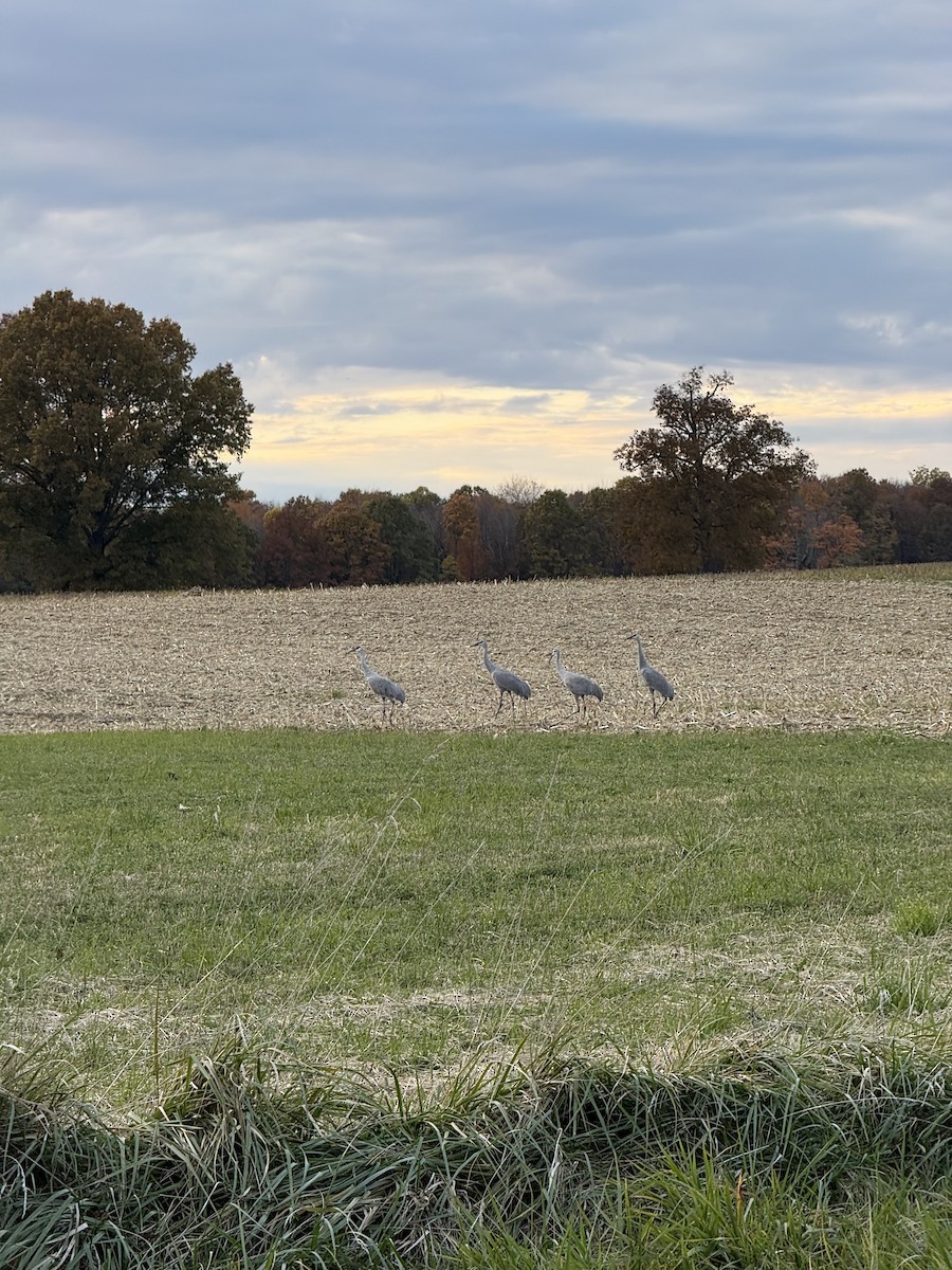 kanadatrane - ML644586439