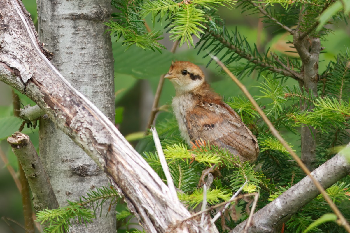 kragejerpe - ML644586440