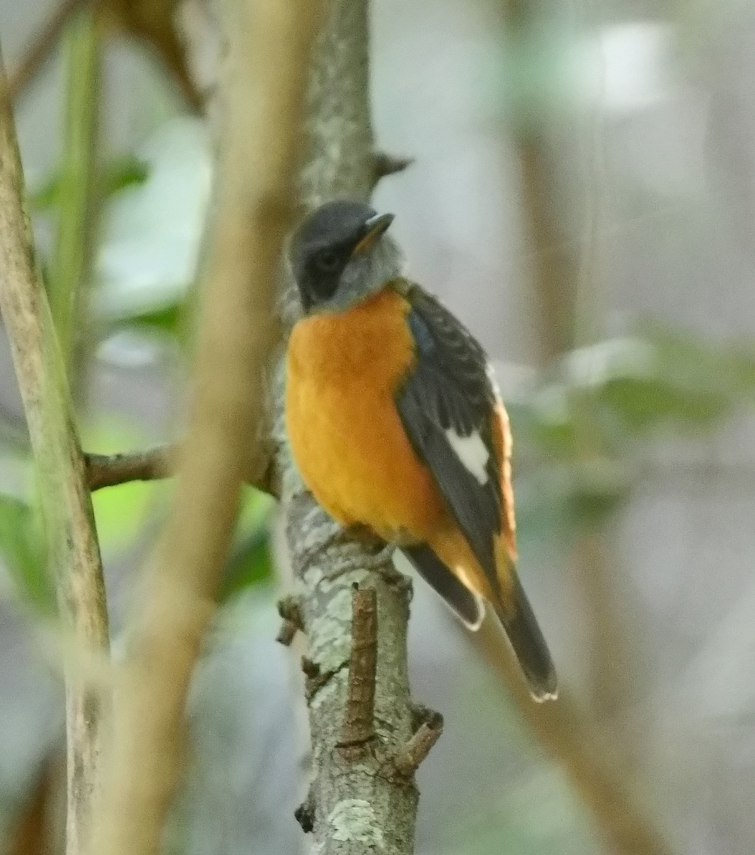 blåstrupesteintrost - ML644586443