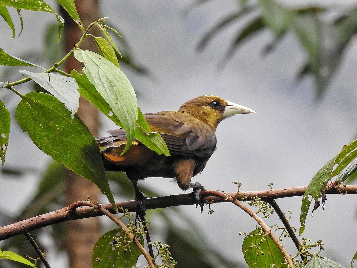 inkaoropendola - ML644586447