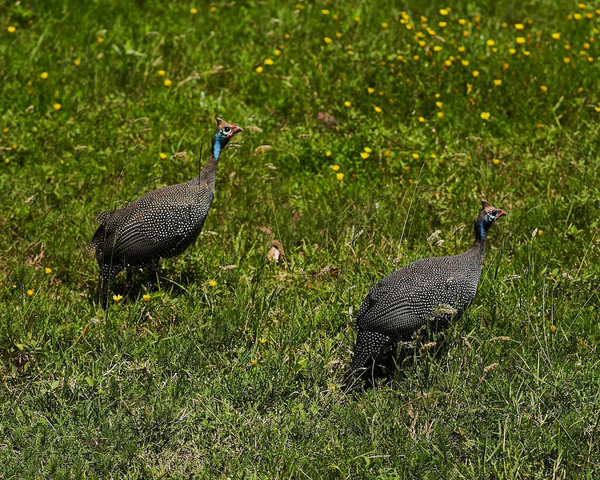 פנינית הקסדה - ML644586462
