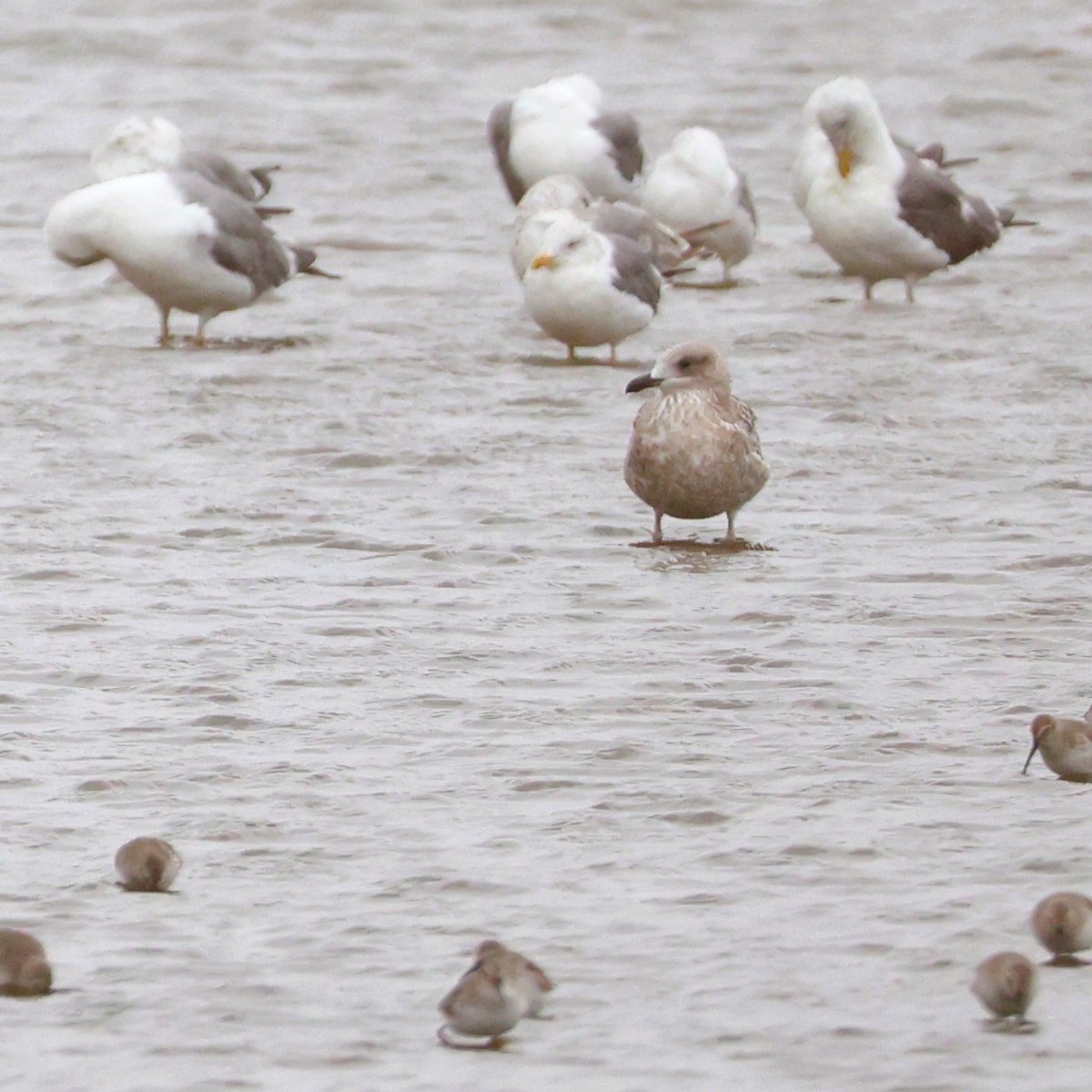 gull sp. - ML644586464