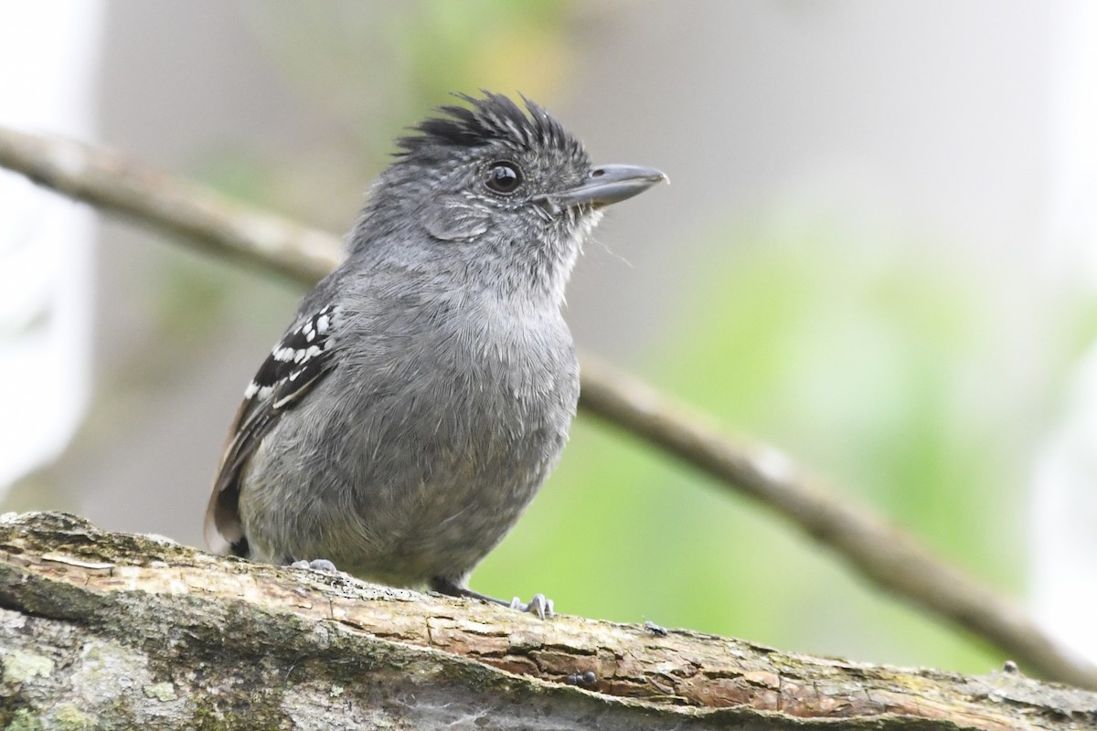 Variable Antshrike - ML644586478