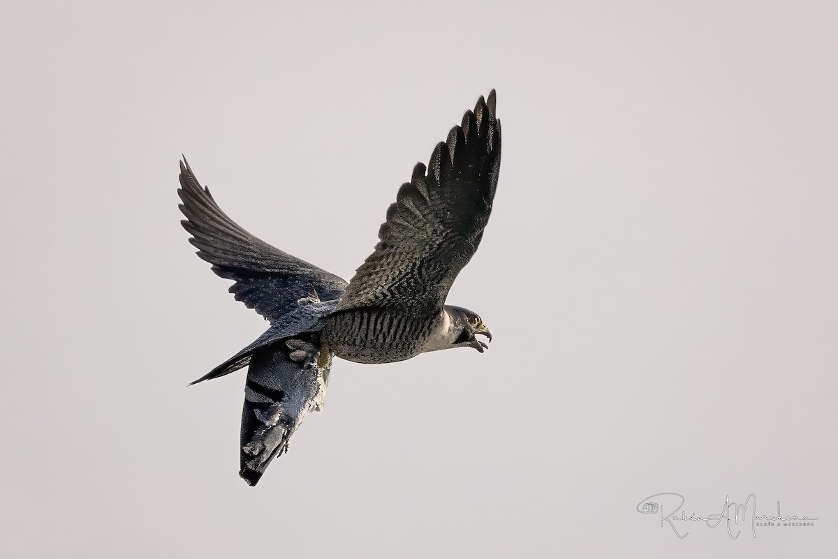 Falco pellegrino - ML644586479