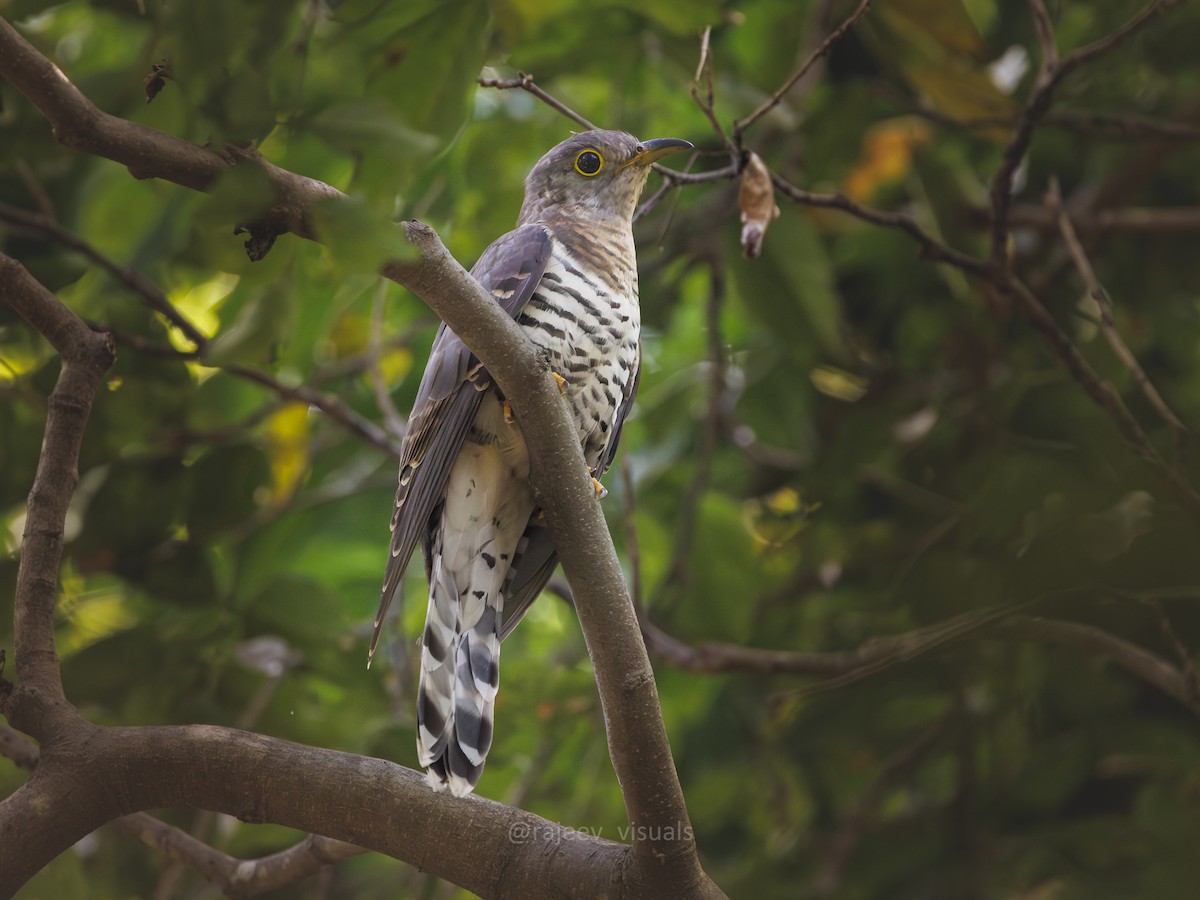 Indian Cuckoo - ML644586480