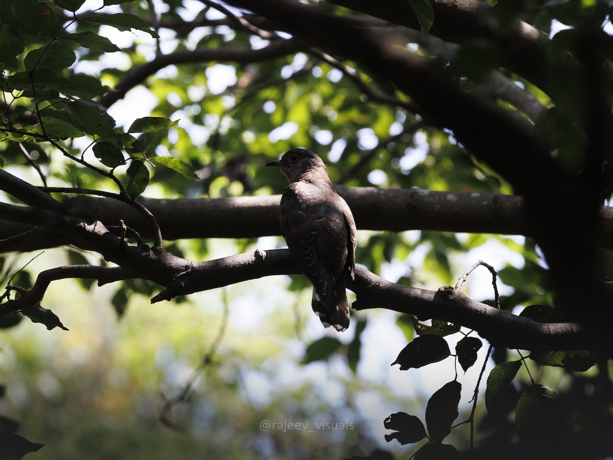 Indian Cuckoo - ML644586481