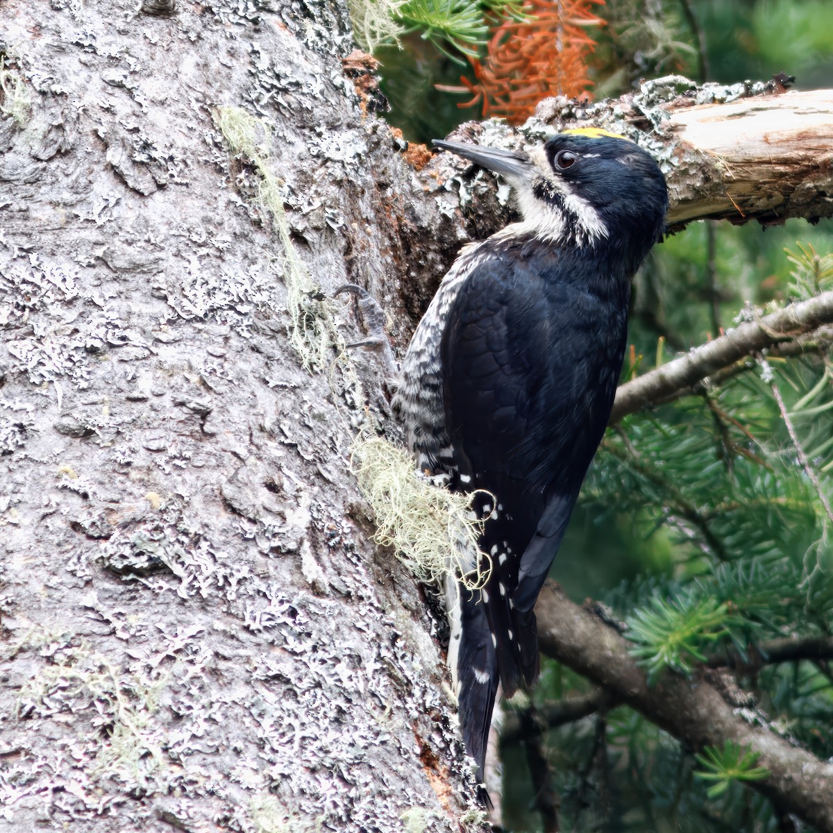 datlík černohřbetý - ML644586482