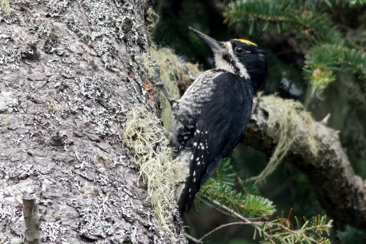 datlík černohřbetý - ML644586483