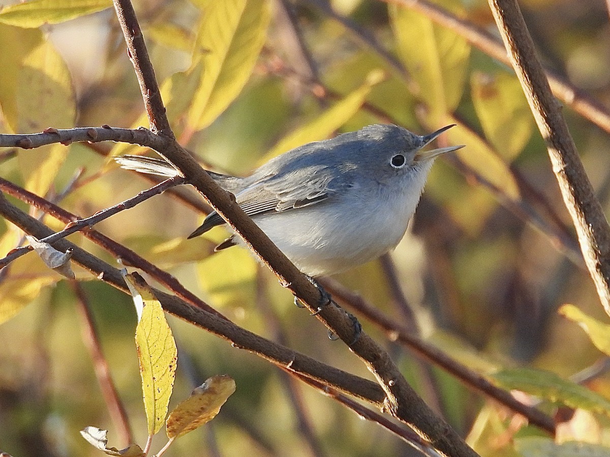 Blue-gray Gnatcatcher - ML644586490