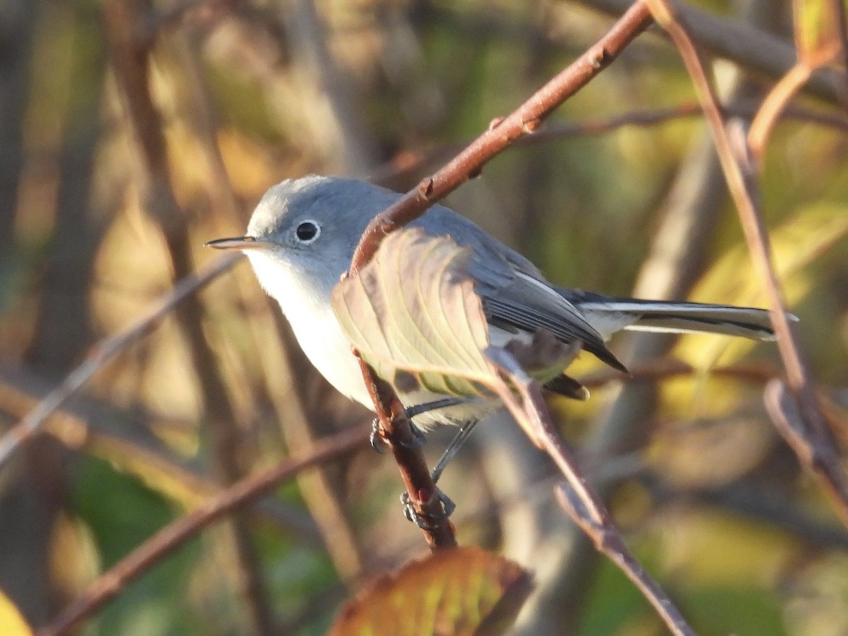 Blue-gray Gnatcatcher - ML644586491