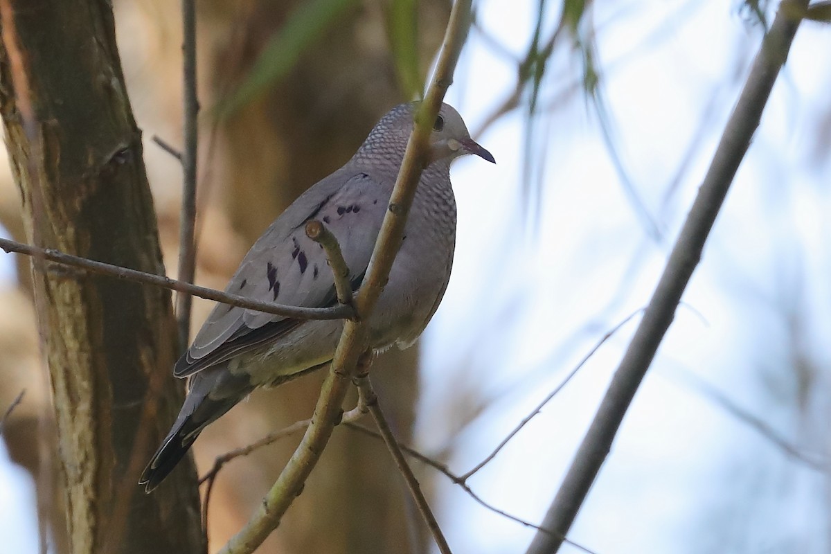 Common Ground Dove - ML644586493