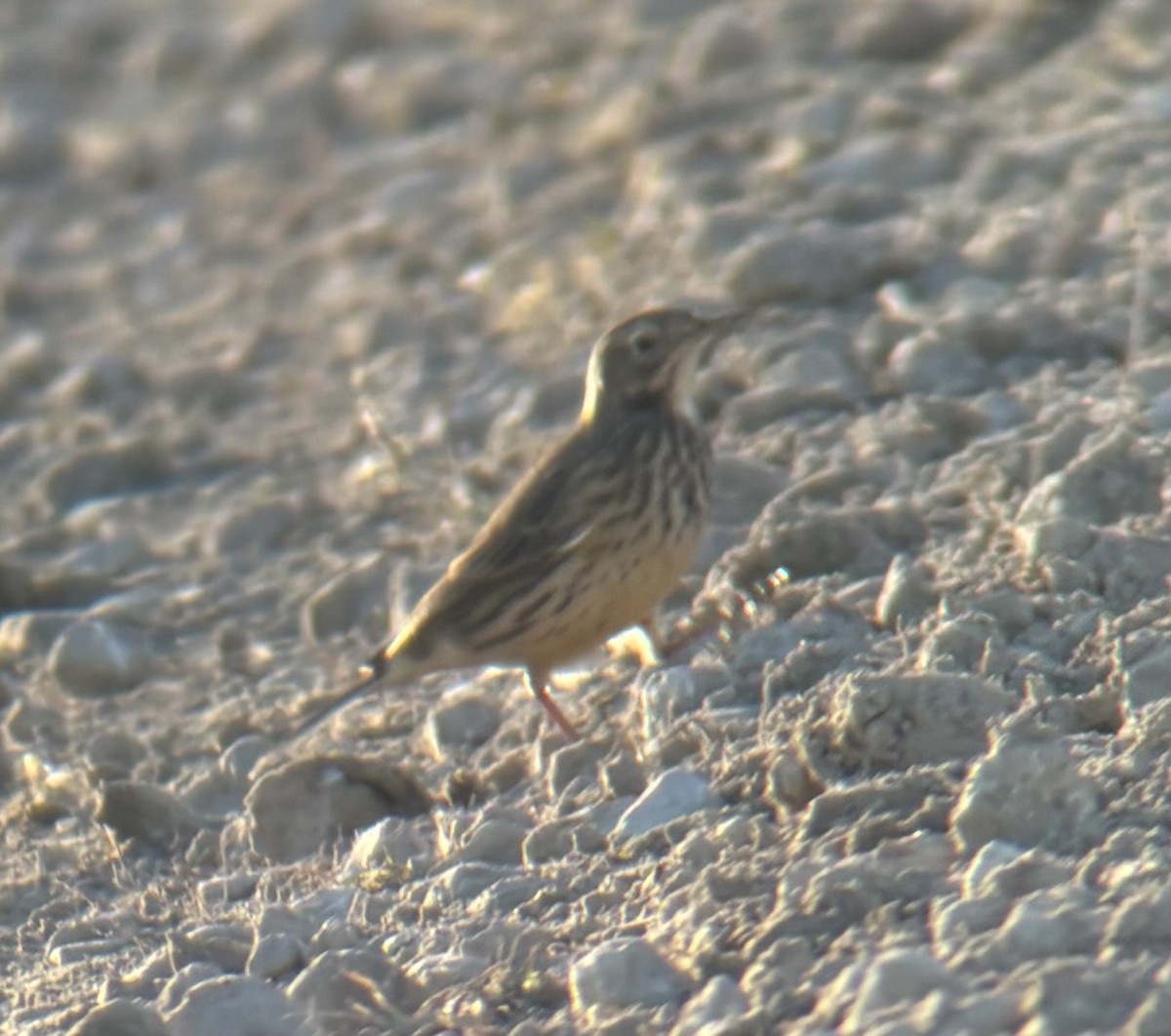 American Pipit - ML644586495