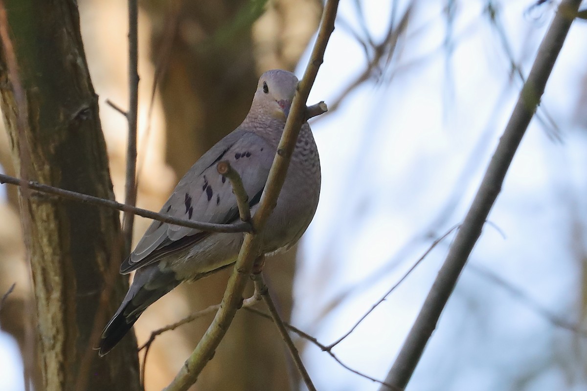 Common Ground Dove - ML644586496