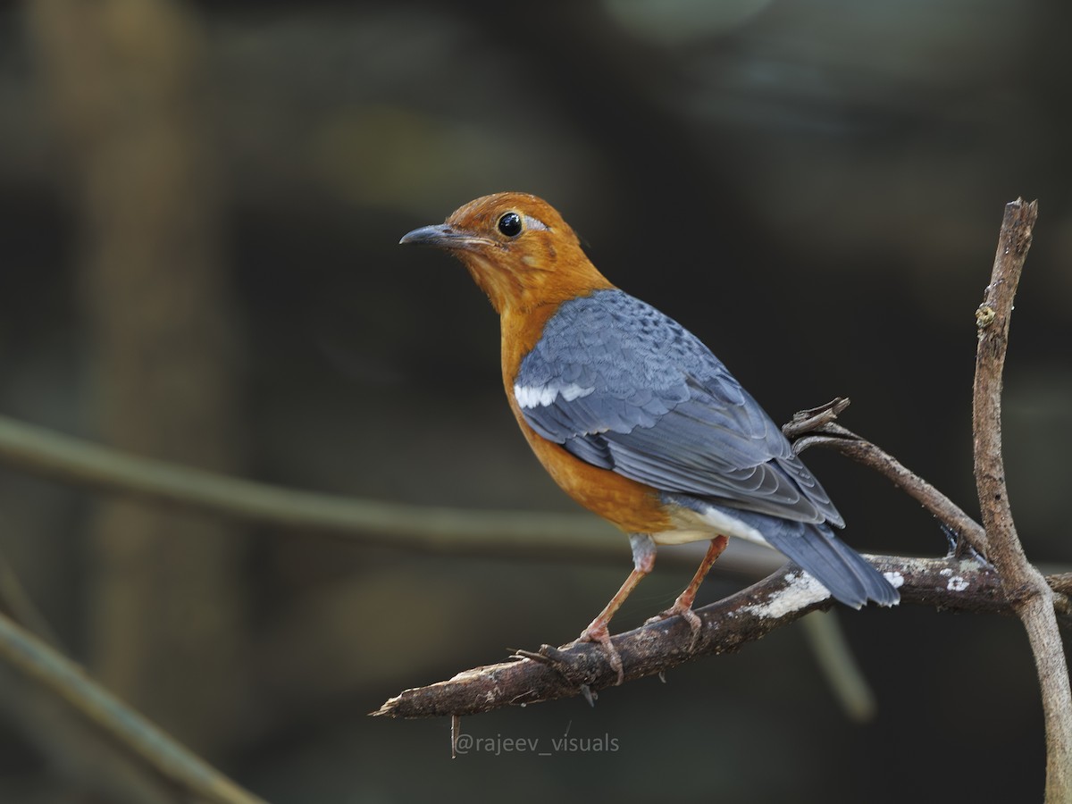 Orange-headed Thrush - ML644586504