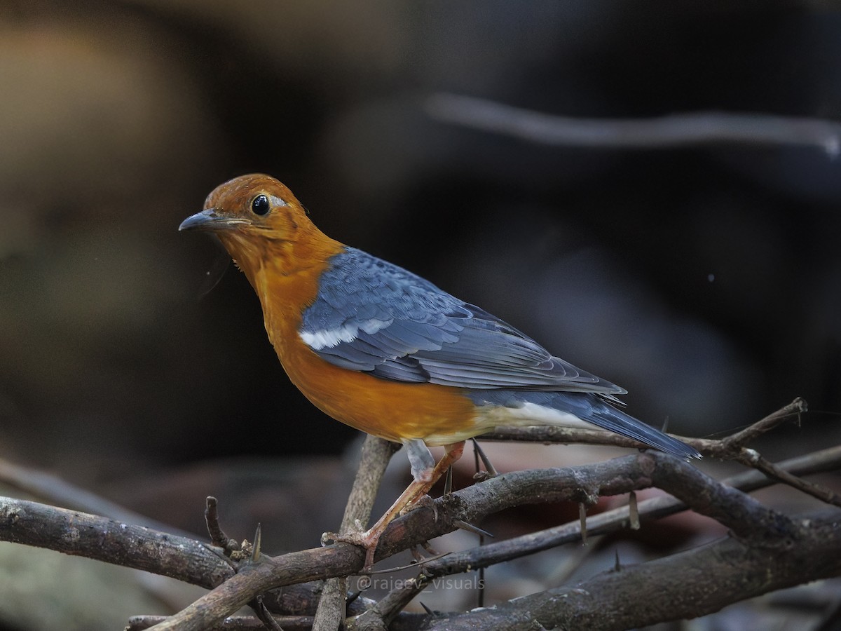 Orange-headed Thrush - ML644586505