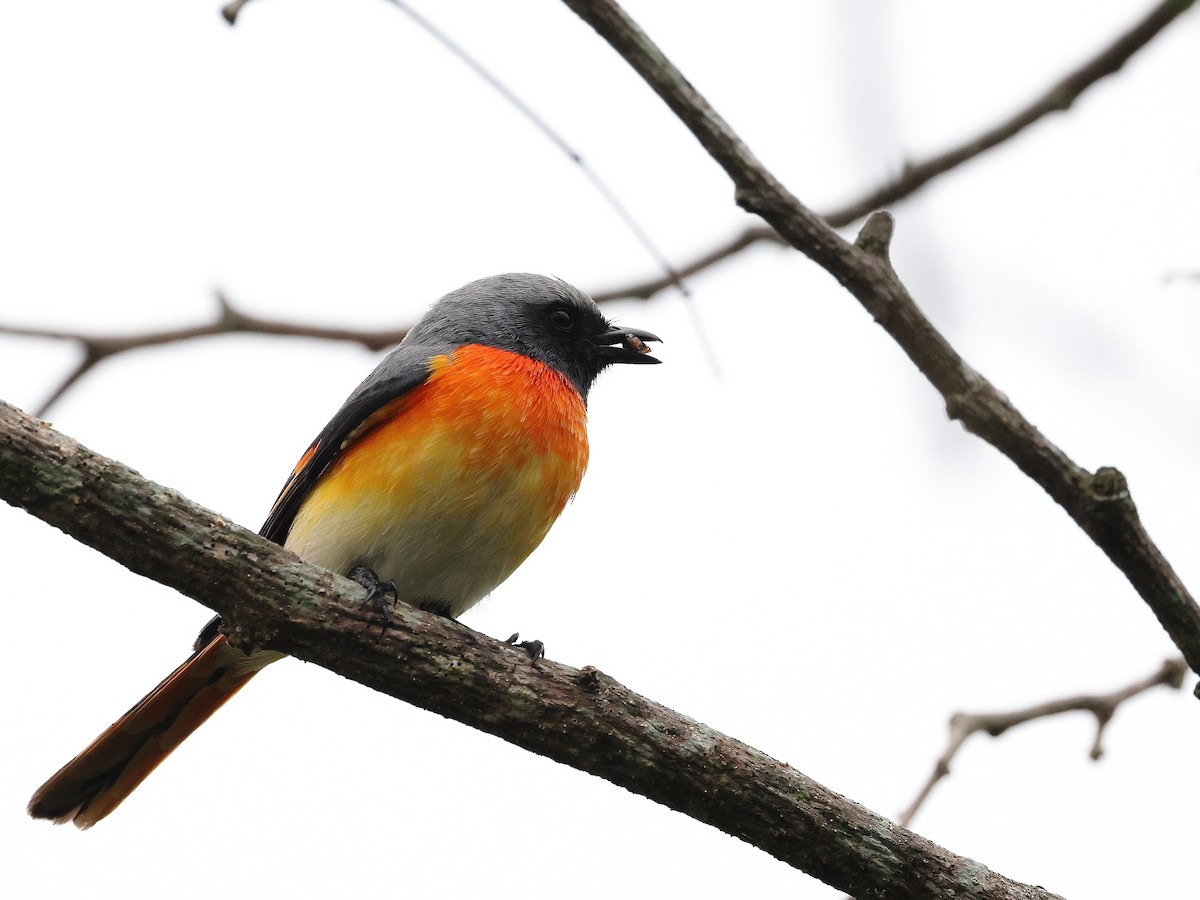 Zwergmennigvogel - ML644586507