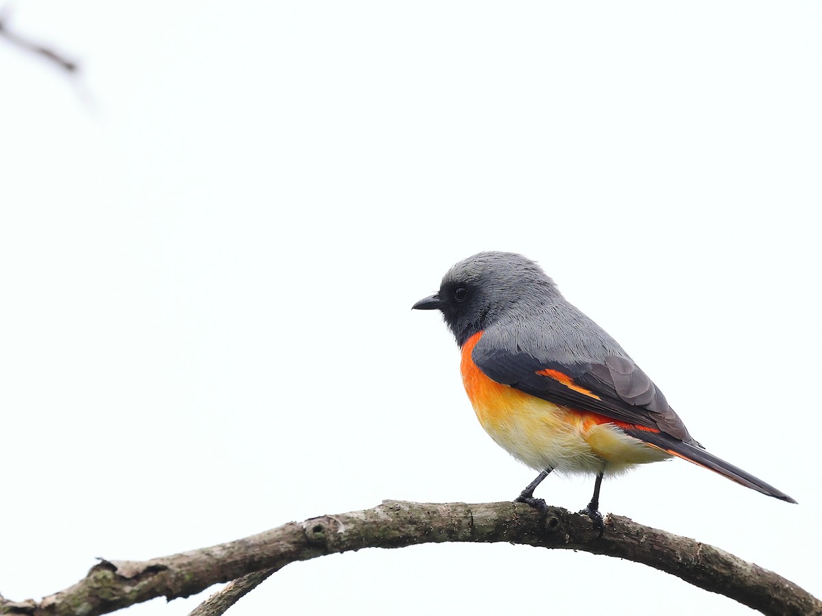 Zwergmennigvogel - ML644586508