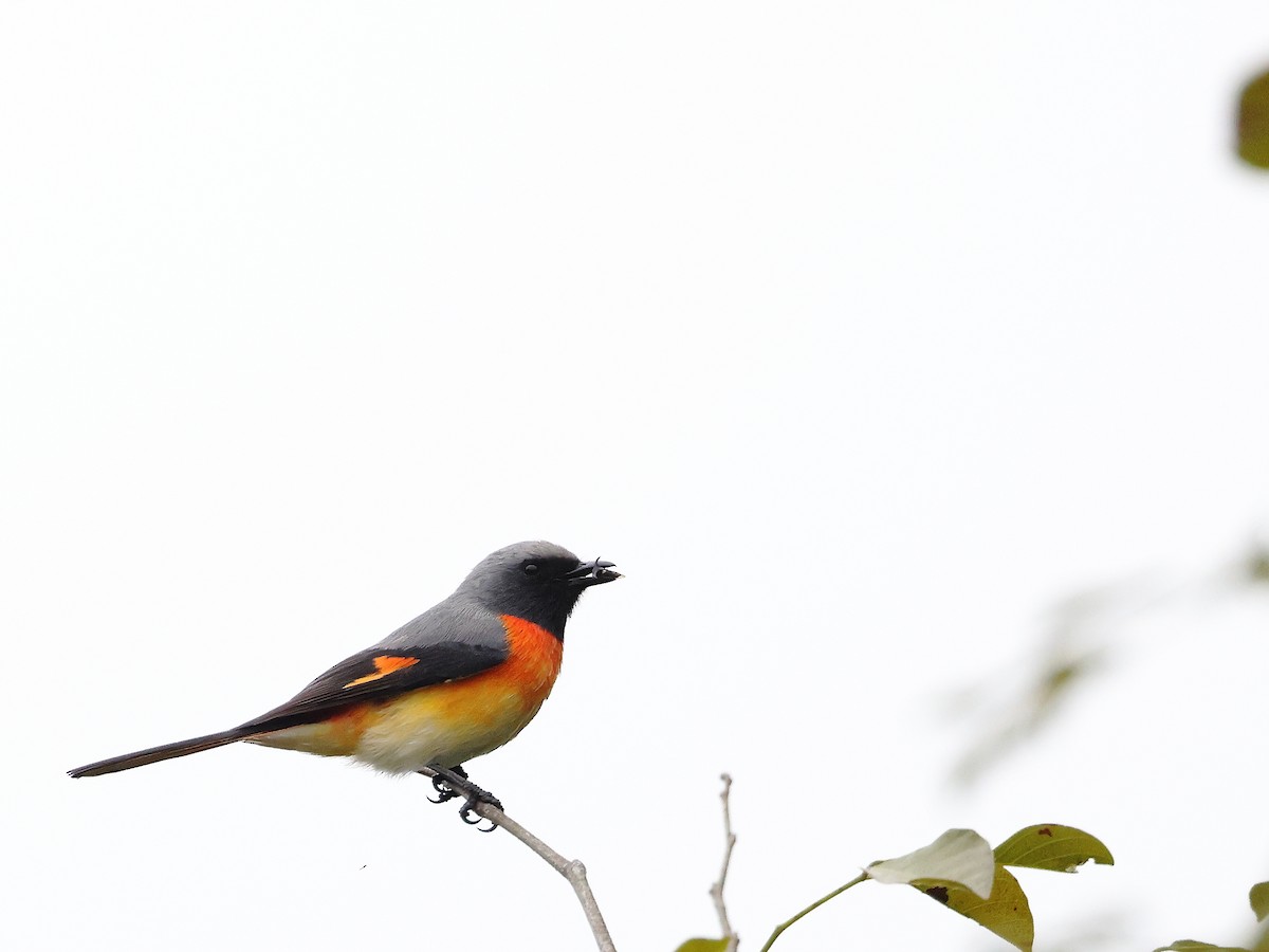 Zwergmennigvogel - ML644586509