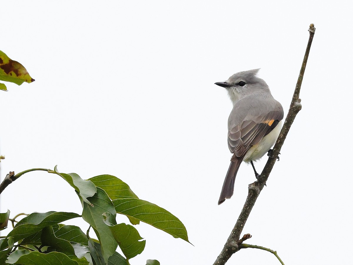 Zwergmennigvogel - ML644586510