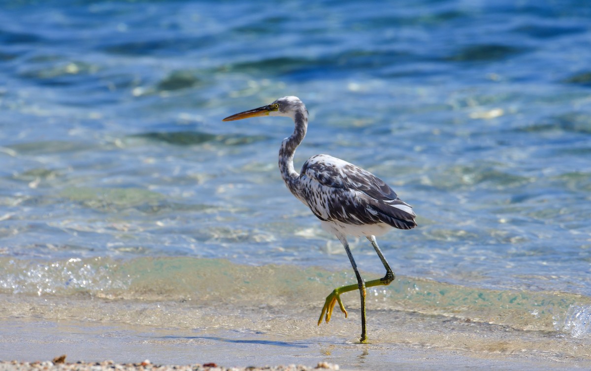 Western Reef-Heron - ML644586512