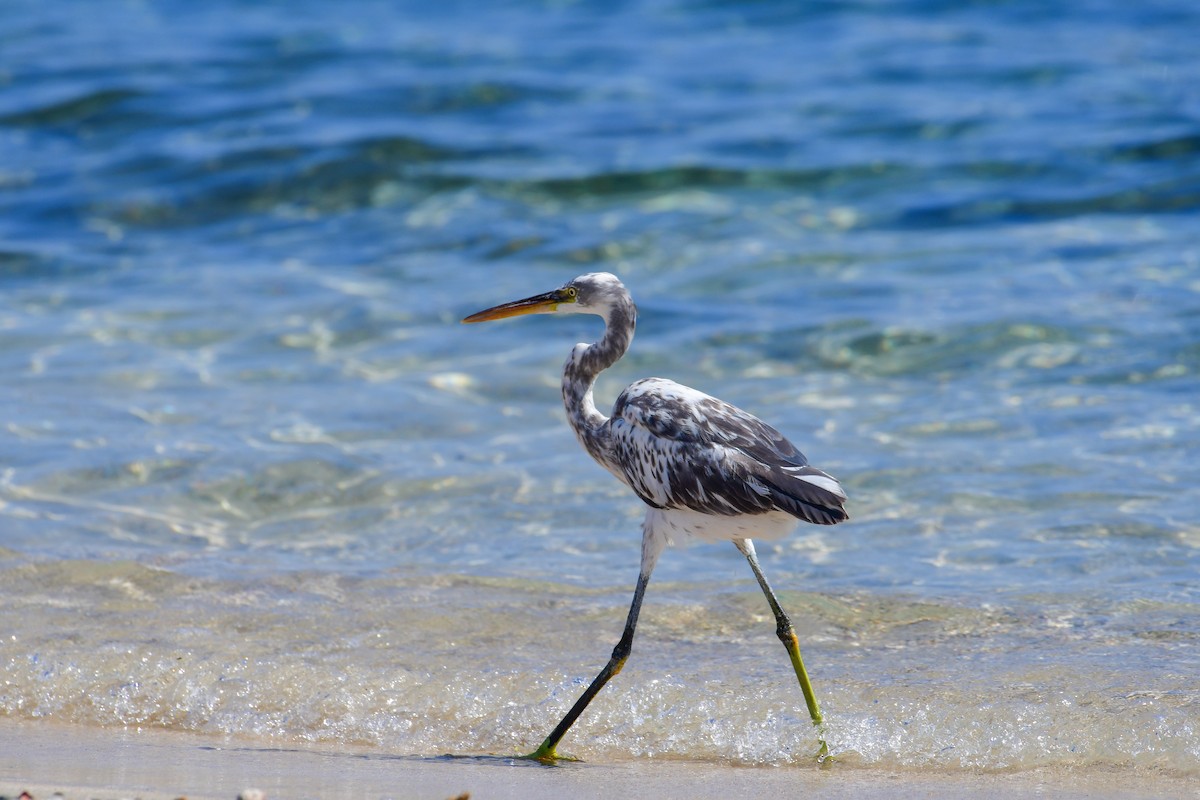Western Reef-Heron - ML644586513