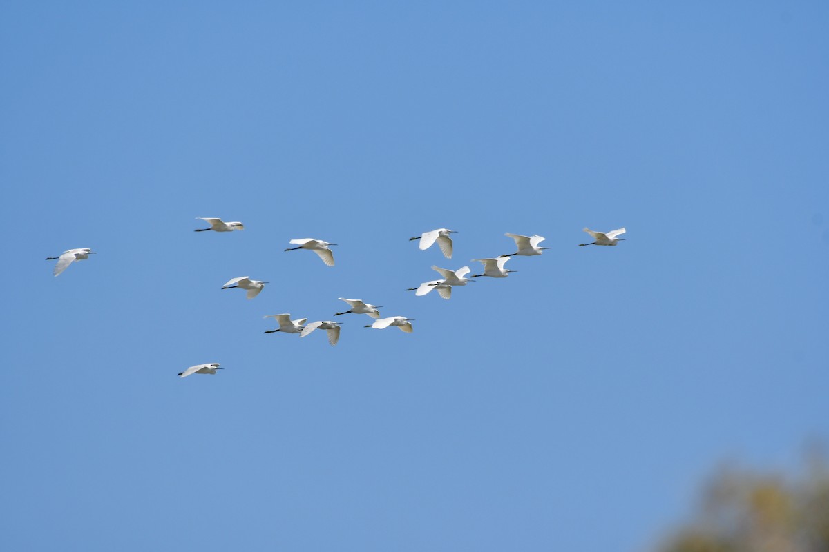 Western Reef-Heron - ML644586514