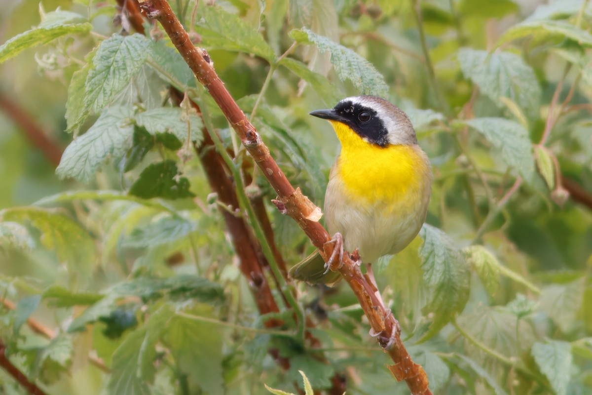 lesňáček žlutohrdlý - ML644586520